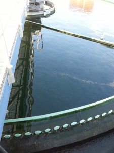 Prince's Lake Secondary Clarifier - pin floc